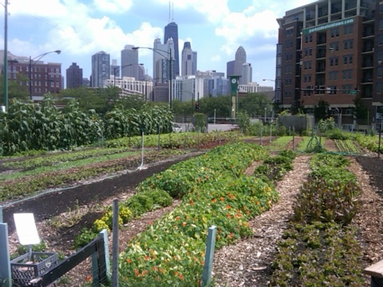 Urban-Farm