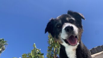 Strider the Magnificent